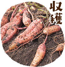収穫