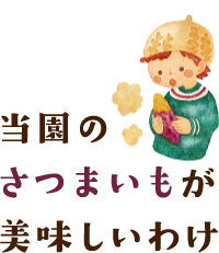 当園のさつまいもが美味しいわけ