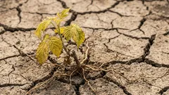 ラズベリーの苗が植え付け後にしおれてしまう理由：春によくあるガーデナーの失敗