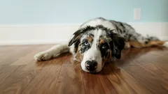 愛犬が年を重ねても、手間をかけずに生活の質を維持する方法